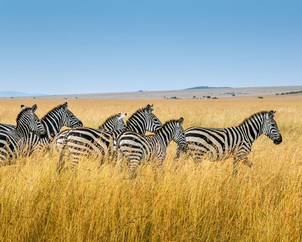 Quels sont les meilleurs endroits pour un safari en montgolfière au-dessus du Serengeti, Tanzanie?